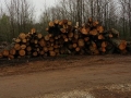 firewood stacked