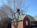 tree trimming