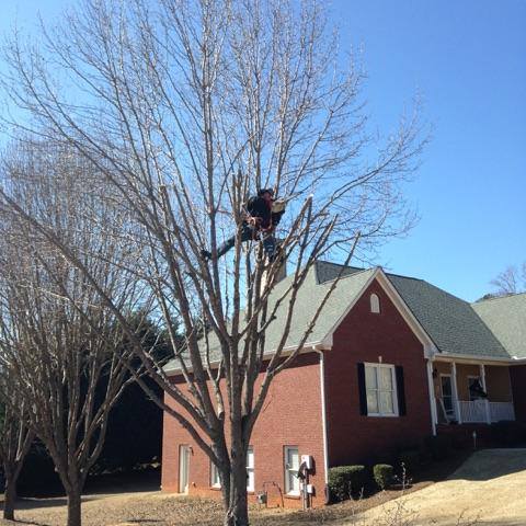 tree trimming