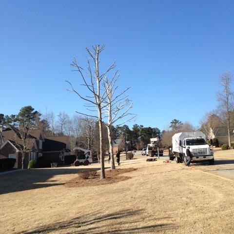 emergency tree service
